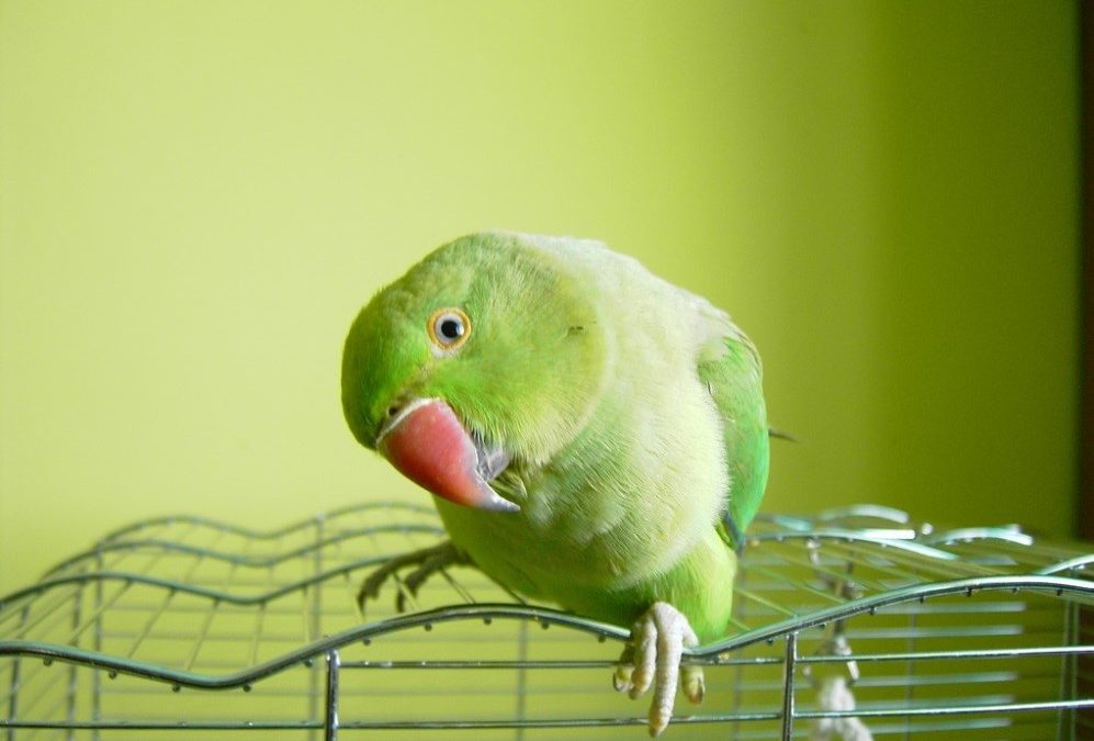 Pros and Cons of Ringneck Parakeets