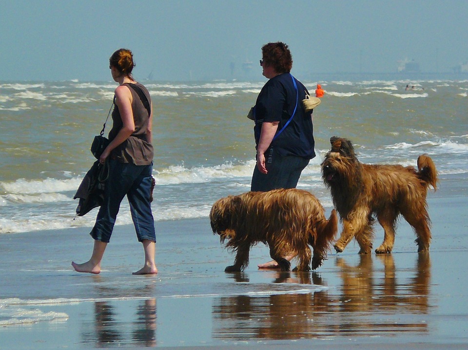 how much does a bouvier dog cost