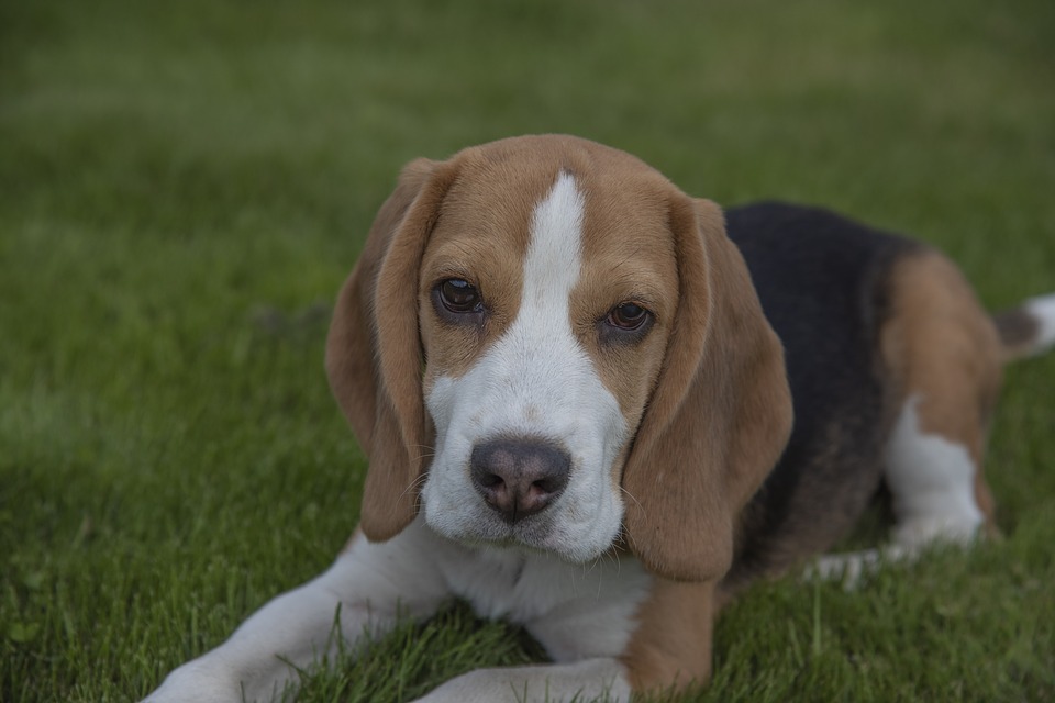 Are Beagles Good Pets?