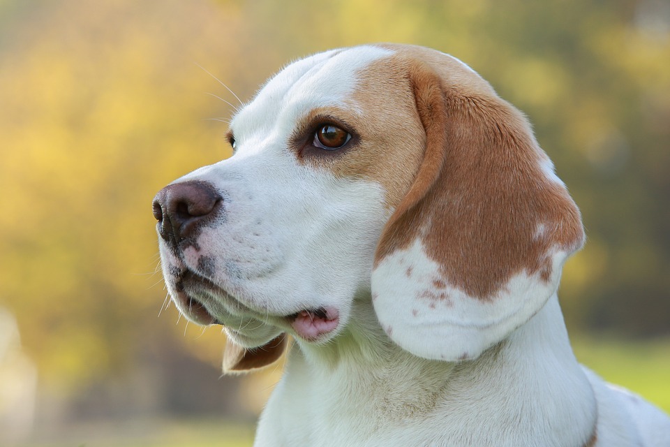 are white and lemon beagles rare