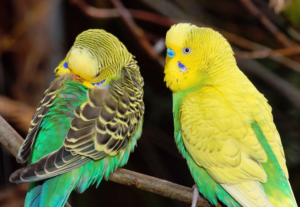 How to Care for Budgie Birds