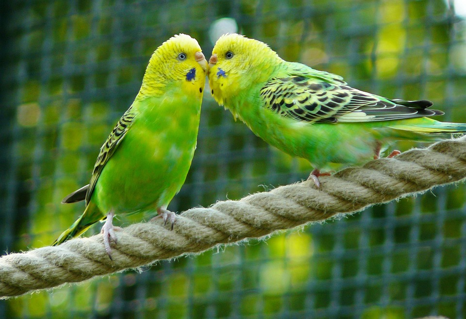 Are Budgies Good Pets?