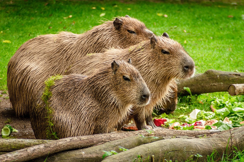 How to Care for Capybaras