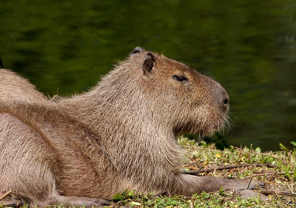 Where Do Capybaras Live?