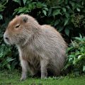 Capybara Life Cycle