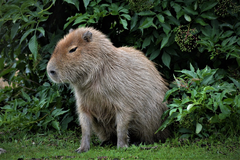 Can I Get a Capybara as a Pet?