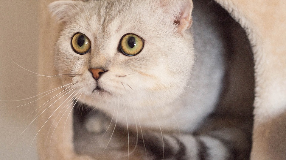 Are Scottish Fold Cats Allergic?