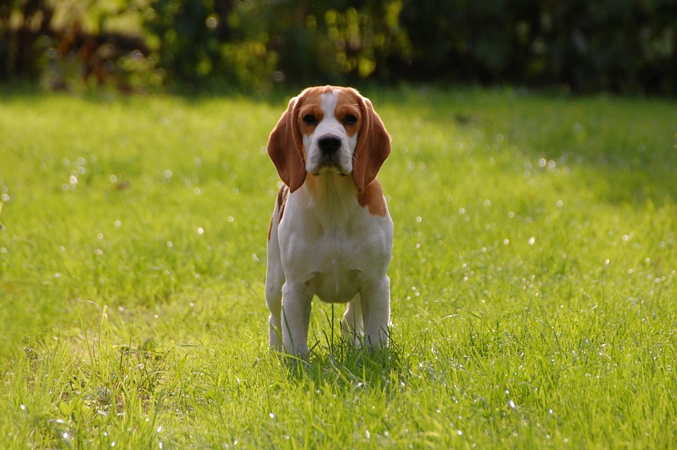 Is Beagle the Right Breed for You?