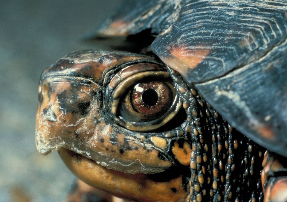Will Box Turtles Die If You Move Them?