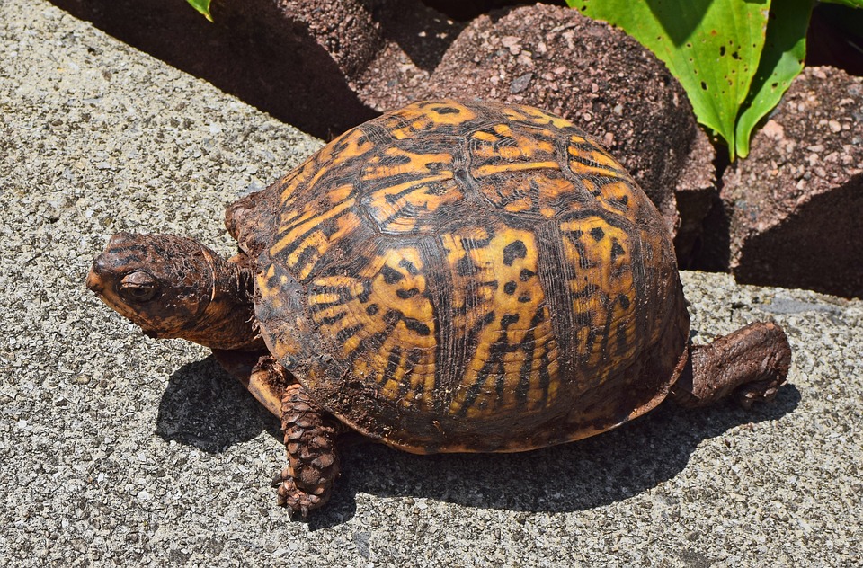 What to Feed Box Turtles?