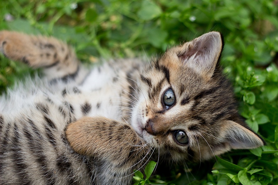 How Much do Bengal Kittens Cost?