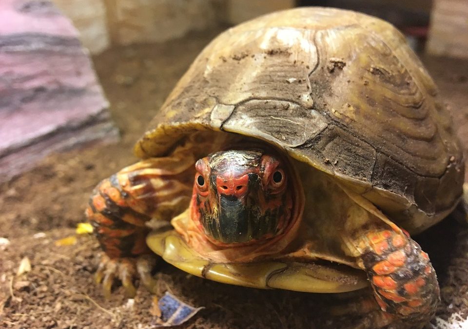 What Is A Box Turtle?