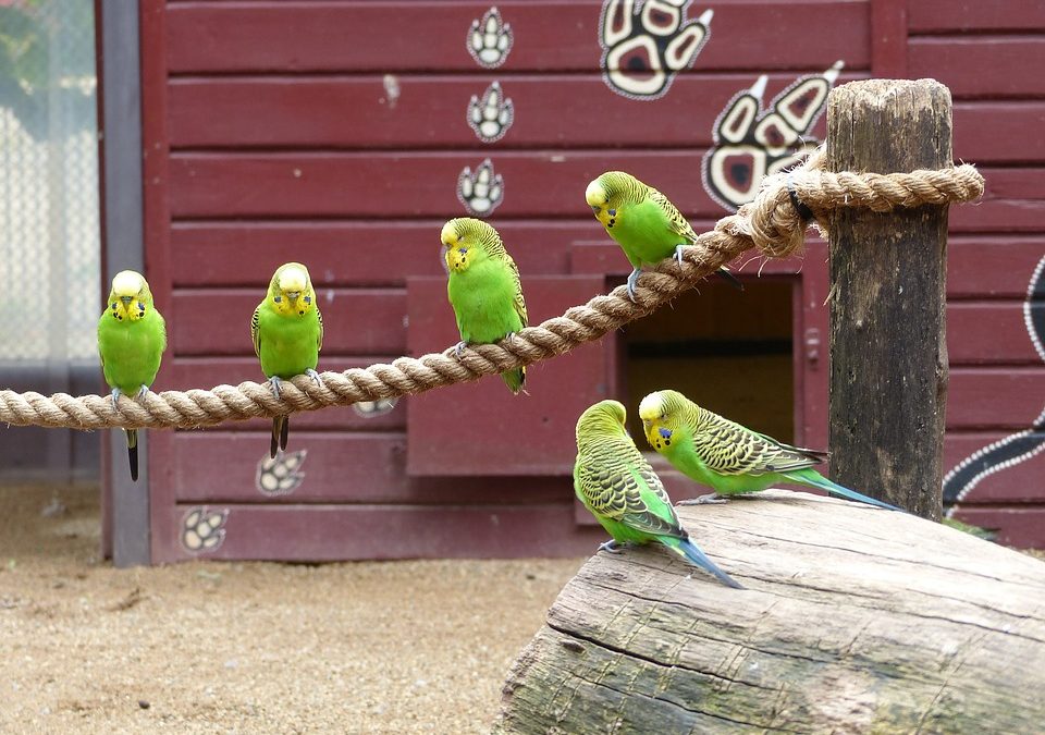 What’s the Difference between Budgies and Cockatiels?