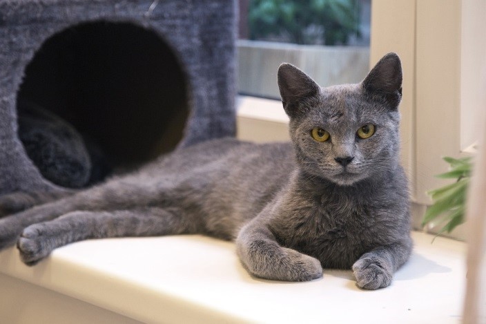Russian Blue Cats Behavior with Humans and Pets