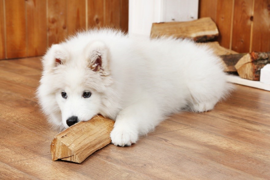 How to Prevent Ticks in Samoyed dogs?