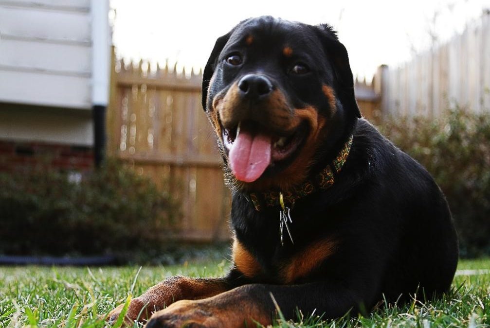 Tips in Feeding Your Rottweilers