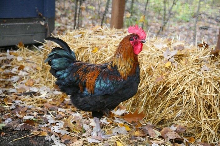 Pros and Cons of Keeping a Rooster