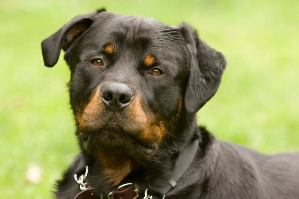 Guidelines in Training Your Rottweilers