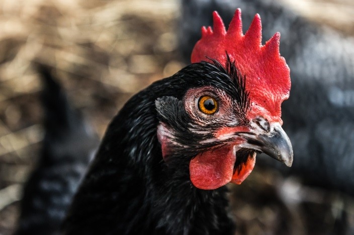 Costs of Keeping a Rooster