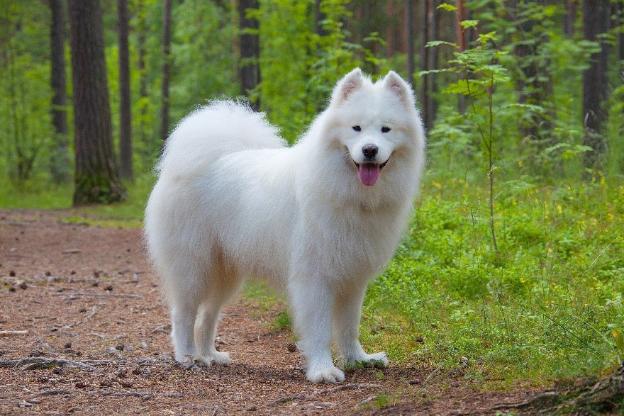 How to Treat Heartworms in Samoyed Dogs?