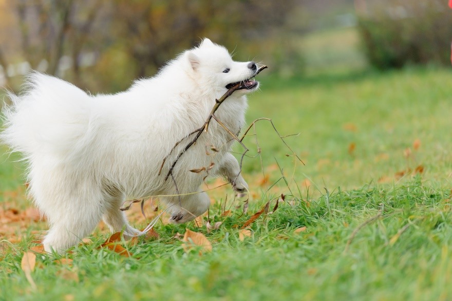 What Are the Best Sticks for Samoyed Dogs?