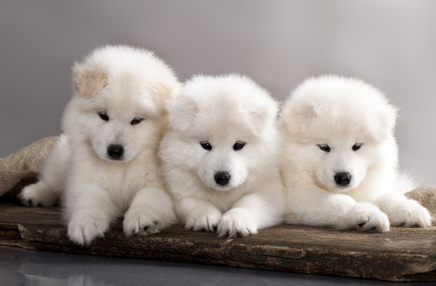 Tips for Selecting a Healthy Samoyed Puppy