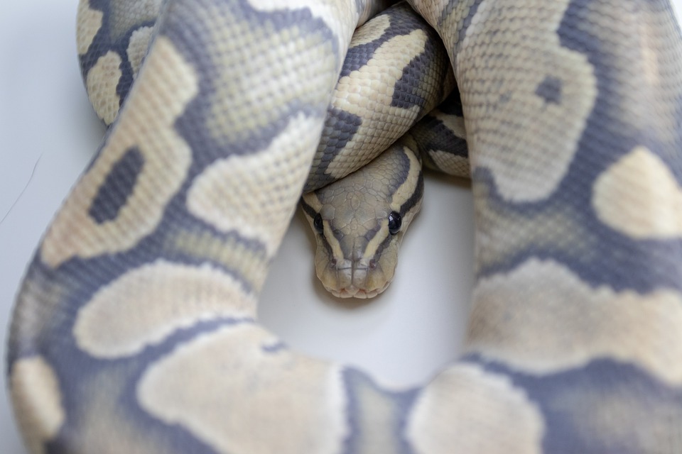 Do Ball Pythons Make Good Pets?