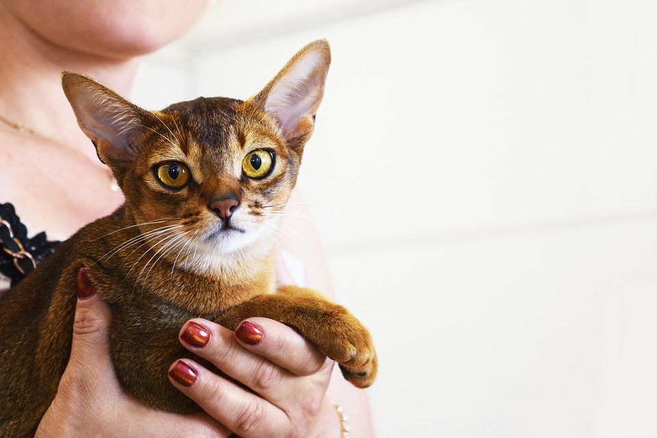 Are Abyssinian Cats Friendly?