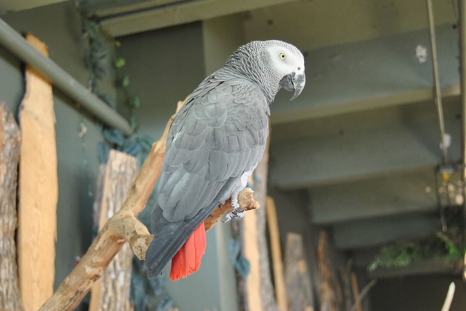 Where to Get an African Grey?