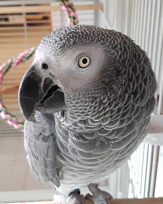 How to Keep an African Grey Parrot?