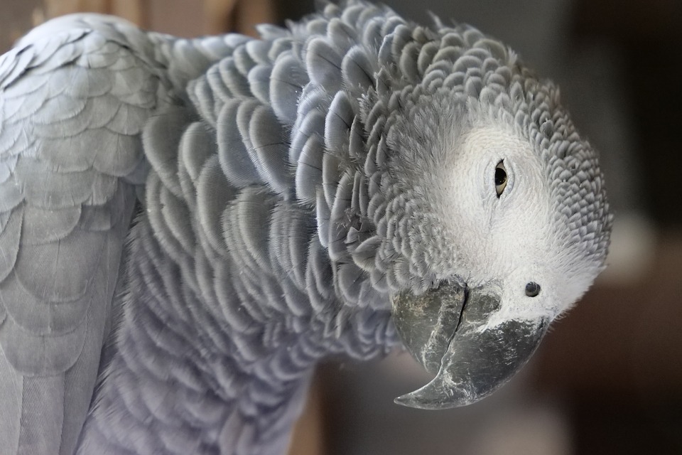 What to Feed African Greys?