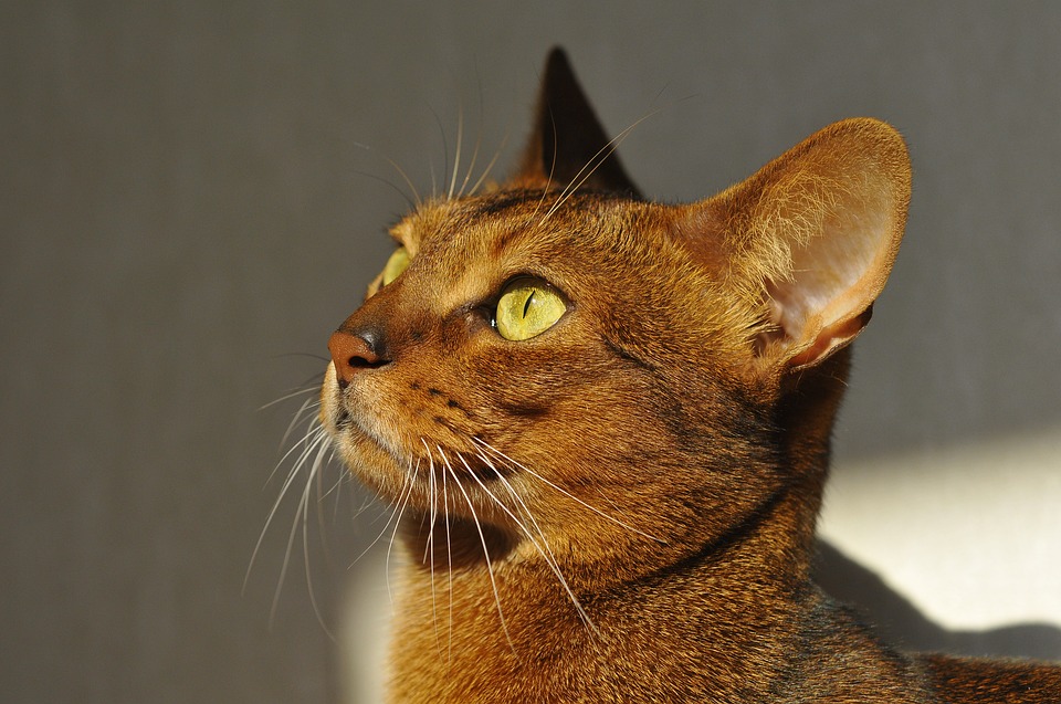 What Diseases Are Abyssinian Cats Prone To?