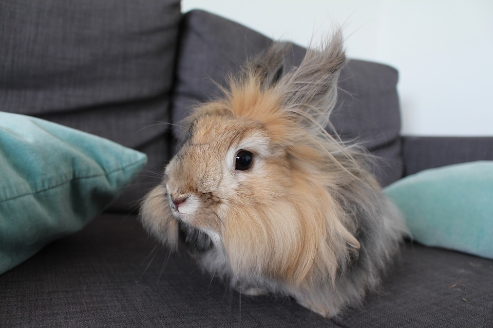 How to Care for Angora Rabbits?