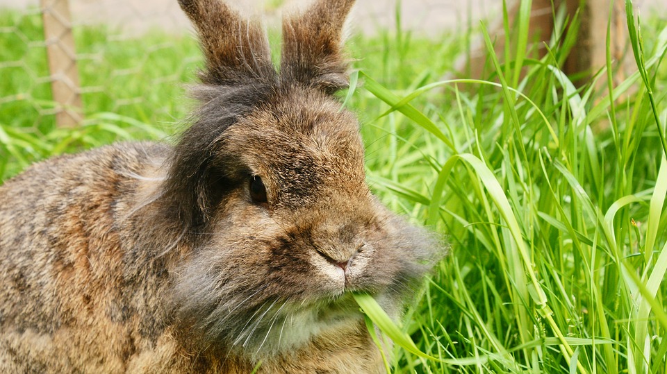 What are Angora Rabbits?