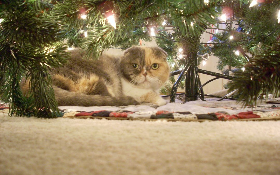 Could You Handle a Scottish Fold?