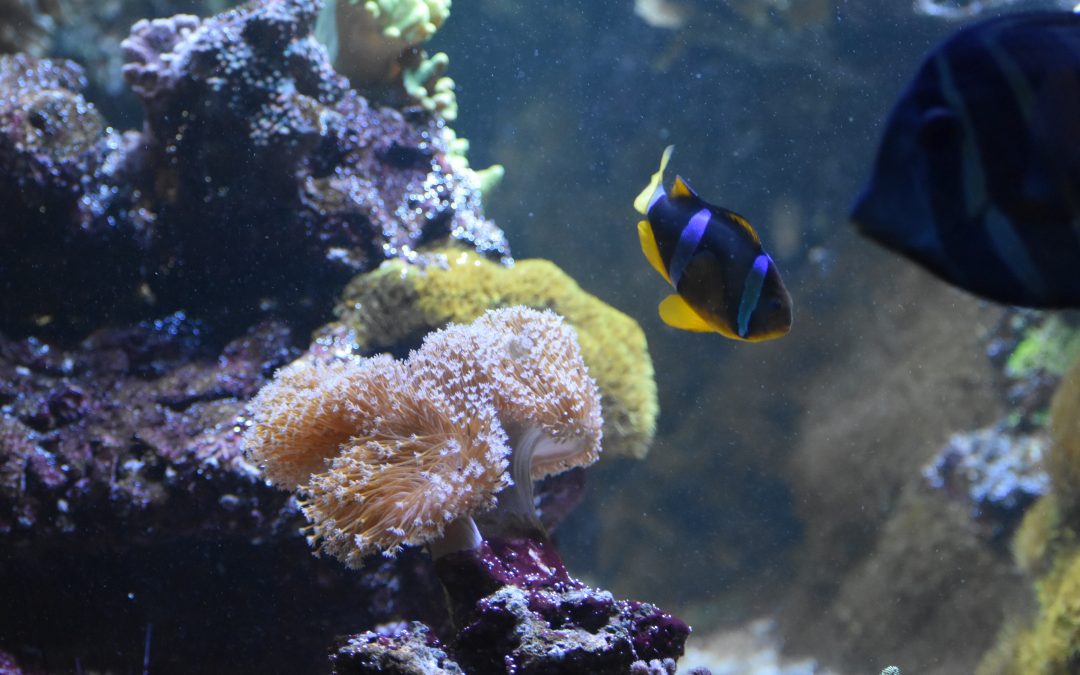 What’s the Best Size for Saltwater Fish Aquarium?