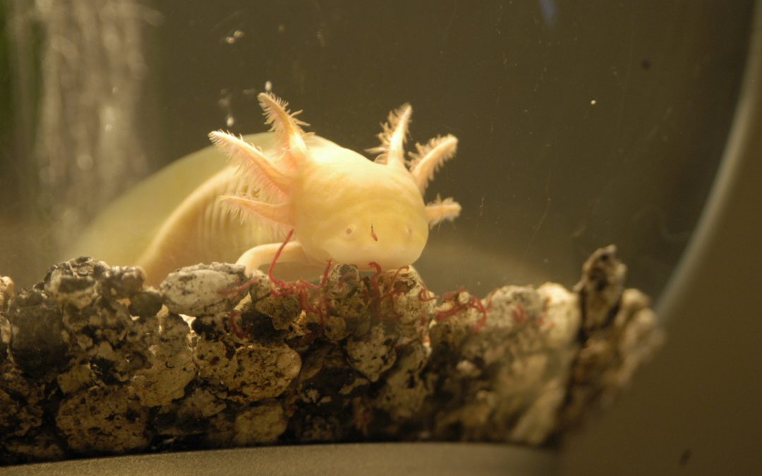 Why Do Axolotls Regrow?