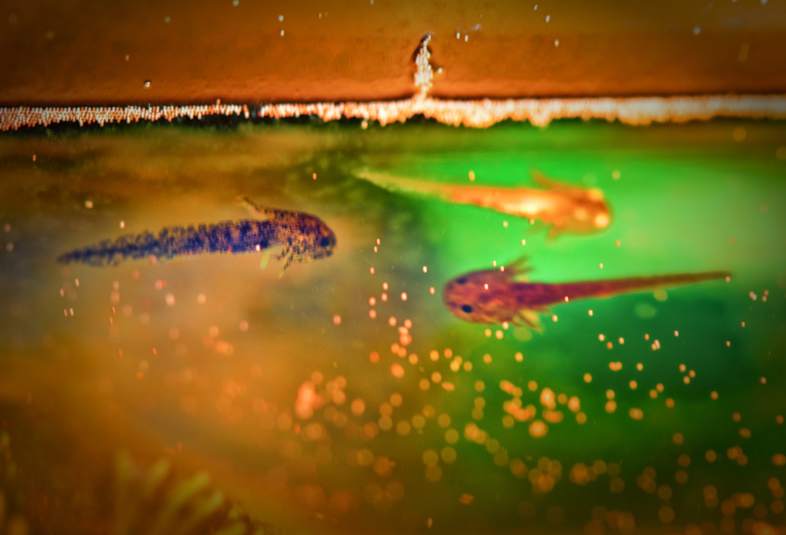 How to Keep Axolotls Alive?