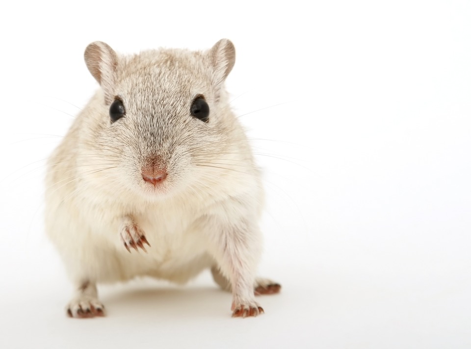 Do Rats Recognize Their Owner’s Face?