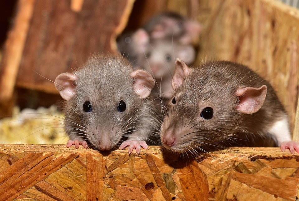 Are Pet Rats Safe?