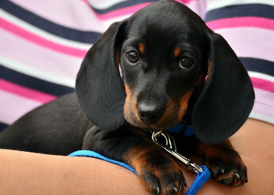 Why Are Dachshunds So Clingy?