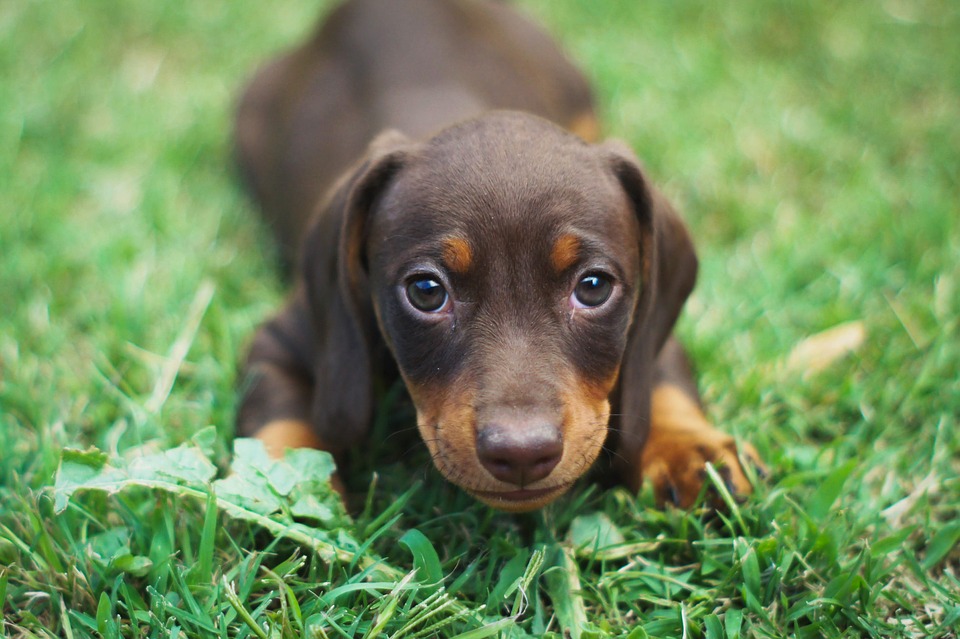 Do Dachshunds Bark a Lot?