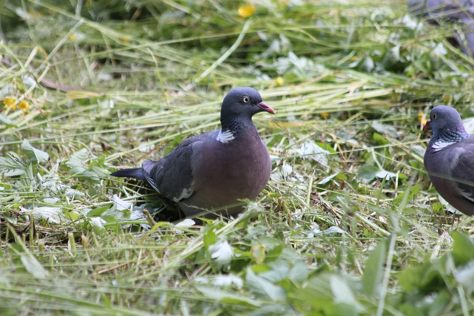 Can I Keep Pigeons as Pets?