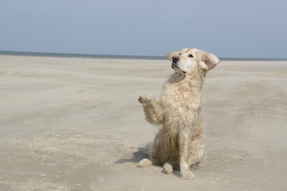 Why Do Golden Retrievers Put Their Paw On You?