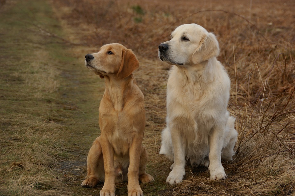 Do Golden Retrievers Smile?