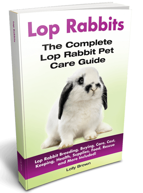 Lolly Brown | About Lop Rabbits