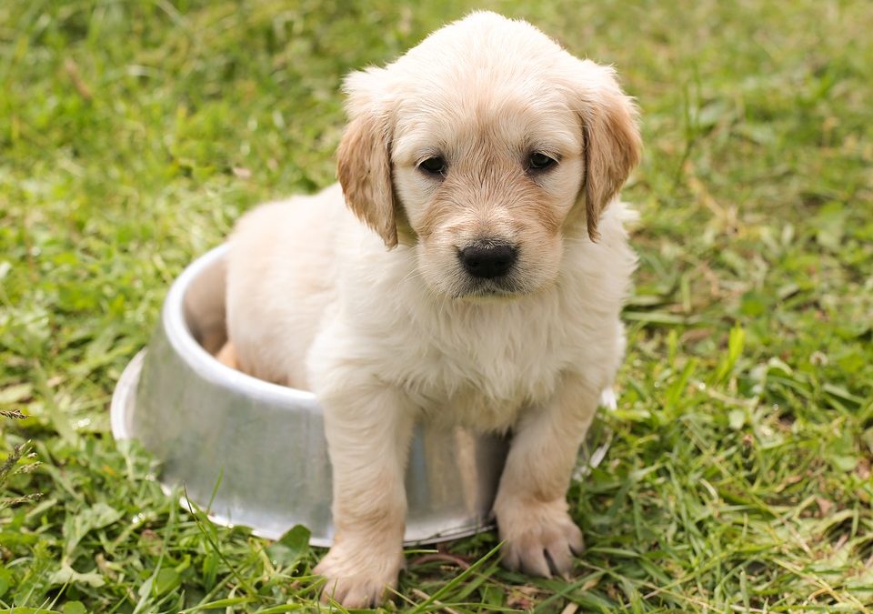 Cost to Buy a Golden Retriever Puppy