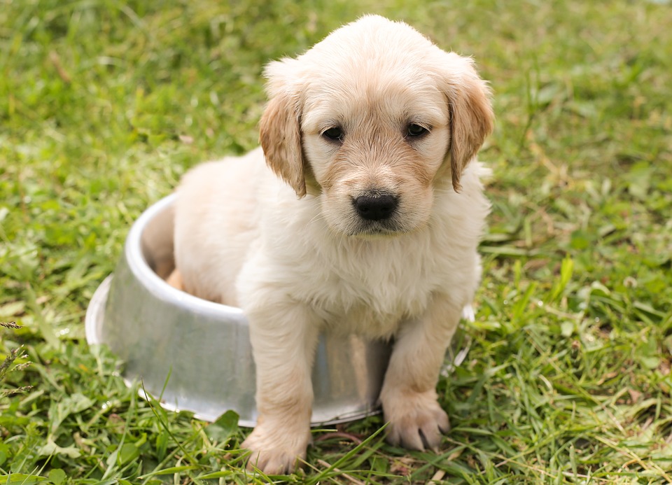 how much does it cost to buy a golden retriever puppy