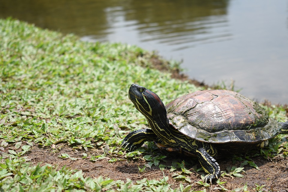 How to Handle Red Ear Slider Turtle?