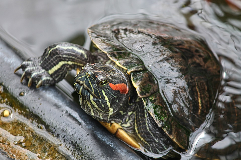 What’s the Behavior of Red Ear Slider Turtles?